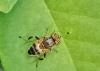 Eristalinus taeniops